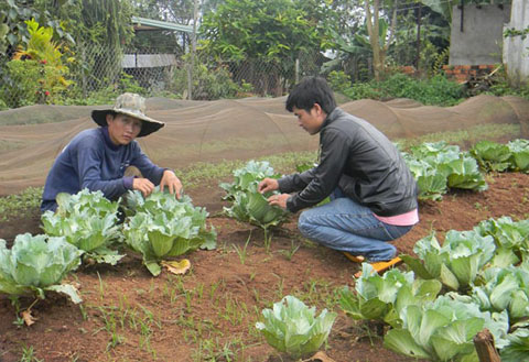 Kỹ lưỡng chăm sóc từng cây rau sạch tại nông trại Nicoyasai.