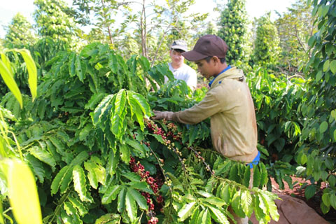 Nông dân xã Cư Êbur thu hoạch cà phê