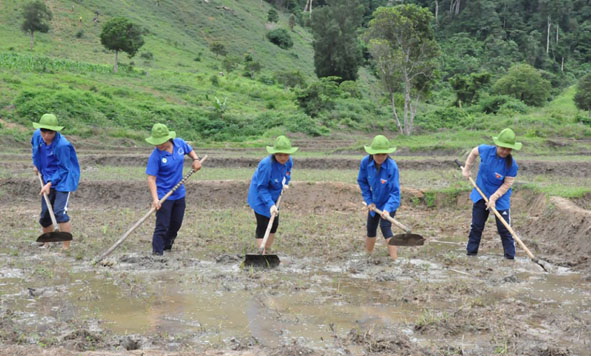 Thanh niên huyện Krông Ana giúp dân cải tạo ruộng lúa.  