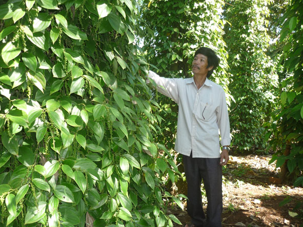 Ông Nguyễn Duy Khánh (thôn 6) bên vườn tiêu cho hiệu quả cao của gia đình.