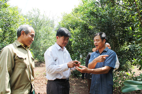 Ông Nguyễn Thiên Văn, Chủ tịch Liên minh Hợp tác xã tỉnh (người đứng giữa)  làm việc với Hợp tác xã Nông nghiệp kinh doanh dịch vụ Tân Định  (xã Dliê Ya, huyện Krông Năng). 