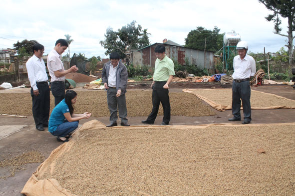 Cán bộ Hiệp hội Cà phê Buôn Ma Thuột kiểm tra chất lượng cà phê có chứng nhận của HTX nông nghiệp dịch vụ công bằng Cư Dliê Mnông.