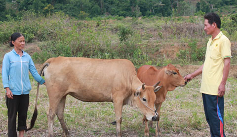 Gia đình  chị  Đàm  Thị Lưu  ở thôn 18 (xã  Cư M’ta, huyện M’Đrắk) được  hỗ trợ bò  từ  chương trình  giảm nghèo.