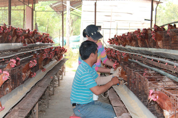  Người chăn nuôi ở phường Tân Thành (TP. Buôn Ma Thuột) chăm sóc đàn gà để bảo đảm nguồn cung trứng gà trong dịp Tết. 