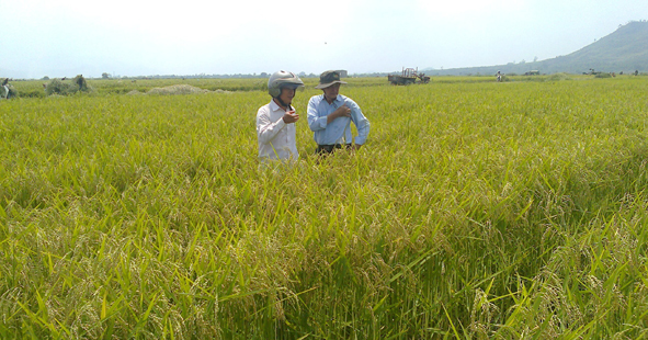 Cán bộ Công ty Cổ phần giống cây trồng miền Nam kiểm tra cánh đồng lúa giống 