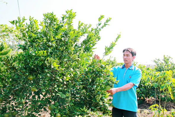 Vườn quýt trồng xen cà phê của hộ anh Huỳnh Thanh Phong, buôn Niêng 3, xã Ea Nuôl, huyện Buôn Đôn.