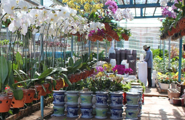 Vườn hoa Vĩnh Phú (phường Ea Tam, TP. Buôn Ma Thuột) đã tràn ngập các loại hoa chuẩn bị phục vụ Tết.  