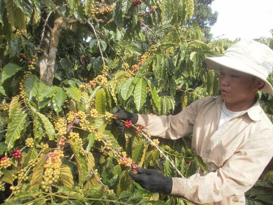 Thu hái quả xanh là một trong những nguyên nhân làm giảm chất lượng cà phê