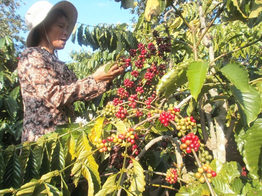 Dù cà phê được mùa, nông dân vẫn luôn lo lắng vì giá cả lên xuống bấp bênh Ảnh: Cao Nguyên
