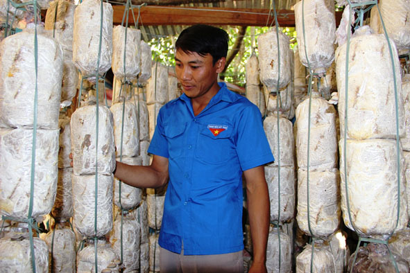 Anh Đinh Ái Thương với mô hình trồng nấm  mang lại hiệu quả kinh tế cao.