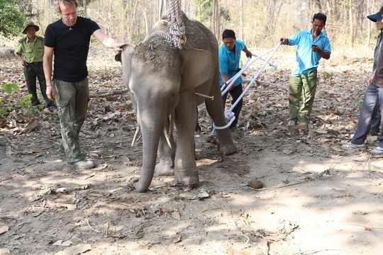 Khống chế chú voi để phẫu thuật. Ảnh Trung tâm Bảo tồn voi Đắk Lắk cung cấp