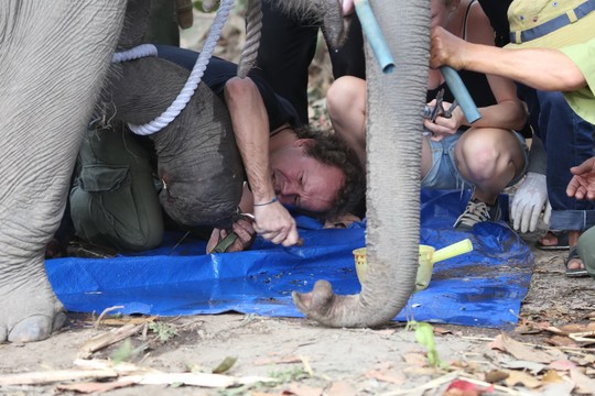  Sau khi dính bẫy, chú voi cố vùng thoát nên phần móng của 1 chân trước bị mất. Ảnh do Trung tâm Bảo tồn voi Đắk Lắk cung cấp