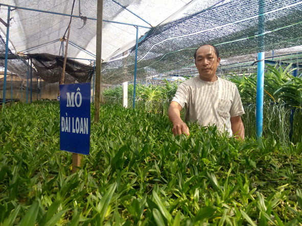 Anh Hồ Văn Hiền (chồng của chị Nguyễn Thị Nhạn) thôn Tiến Đạt, xã Quảng Tiến đang chăm sóc và giới thiệu giống lan.