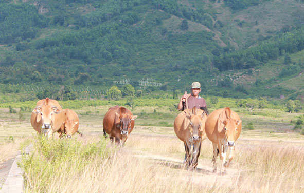 Chăn nuôi bò theo hình thức nông hộ ở huyện Lak. 