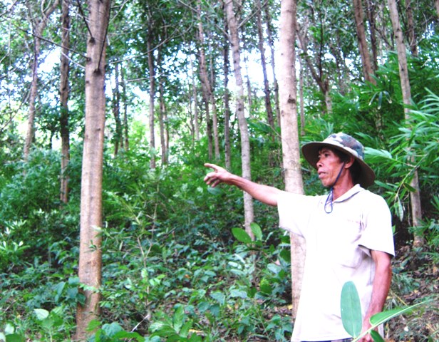 Rừng trồng của người dân liên kết với Công ty TNHH MTV Lâm nghiệp Krông Bông