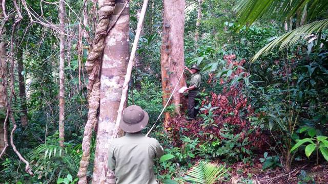 Triển khai các biện pháp lâm sinh trong quản lý bảo vệ rừng tại Công ty TNHH MTV Lâm nghiệp Krông Bông