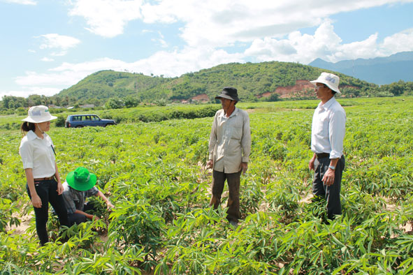 Chi cục Bảo vệ thực vật đi kiểm tra dịch bệnh trên cây sắn ở huyện Krông Bông.