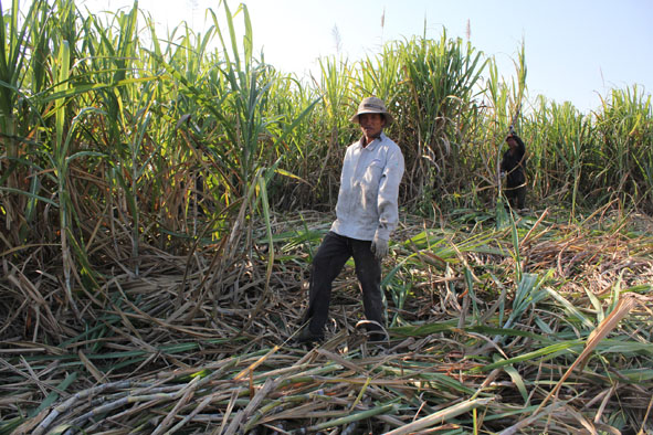 Người dân xã Ea Pil, huyện M'Drak đang khẩn trương thu hoạch mía để tránh hạn.