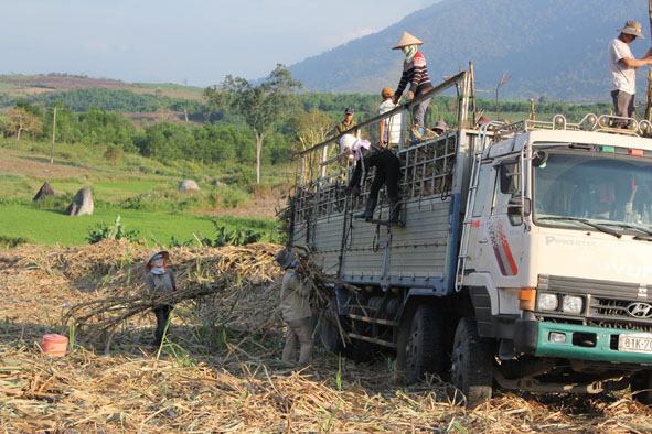 Nông dân xã Ea Sô đang tập kết để vận chuyển mía về nhà máy đường. 