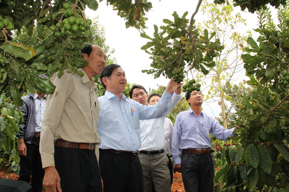 Đoàn công tác của Ủy ban Khoa học, Công nghệ và Môi trường (Quốc hội) đi thăm mô hình mắc ca của hộ ông Nguyễn Văn Cúc (xã Phú Lộc, huyện Krông Năng).