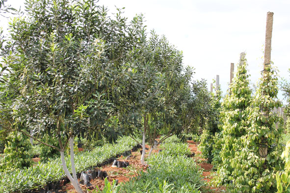 Mô hình mắc ca trồng xen vườn cà phê và vườn tiêu ở huyện Krông Năng.