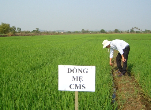 Cán bộ kỹ thuật trại lúa giống Hòa Xuân, TP. Buôn Ma Thuột kiểm tra tiến độ sinh trưởng của dòng lúa mẹ 