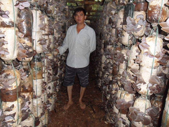  Anh Trương Tố Hà, Chủ nhiệm HTX sản xuất nấm Hà Hương trong trại nấm của HTX.