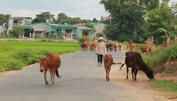 Chăn nuôi bò theo hình thức thả rông ở huyện Lak.