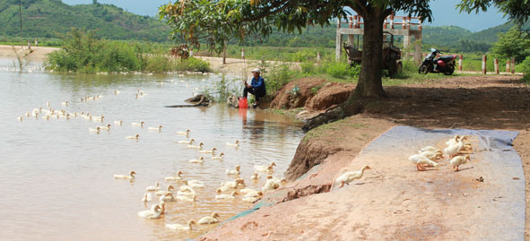 Người chăn nuôi cần lưu ý tiêm phòng vắc-xin cho đàn vịt để phòng bệnh dịch  Trong ảnh: Nuôi vịt ở xã Ea Hu, huyện Cư Kuin).