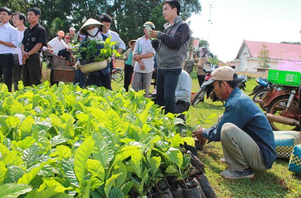 Công ty TNHH XNK 2-9 Dak Lak hỗ trợ giống cây trồng cho người dân xã Ea Kao (TP. Buôn Ma Thuột) tái canh cà phê.