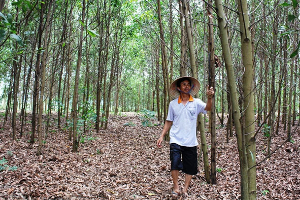 Anh Nguyễn Văn Điều ở thôn 1 (xã Cư Króa)  đang chăm sóc vườn keo của gia đình.