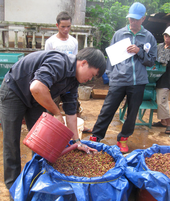  Các hộ thành viên của HTX sản xuất cà phê bền vững  Ea Kmát (xã  Hòa Đông, huyện Krông Pak)  tham gia hội thi  chế biến ướt.