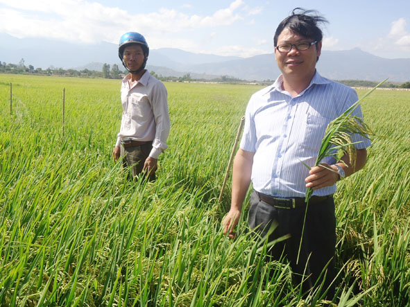 Lãnh đạo Công ty Cổ phần lương thực vật tư nông nghiệp Dak Lak kiểm tra mô hình liên kết trồng lúa Vật tư NA2 tại huyện Krông Bông.   