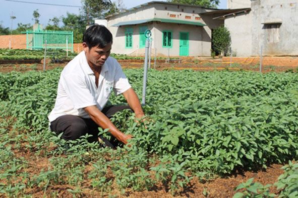 Khu vực trồng rau an toàn của Hợp tác xã sản xuất rau an toàn Thuận An (xã Ea Kao, TP. Buôn Ma Thuột).