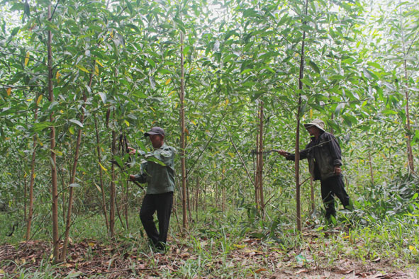 Nông dân xã Ea Trang chăm sóc rừng trồng.