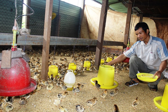 Trang trại chăn nuôi gà của anh Phạm Văn Chữ  (ở buôn Briêng B, xã Ea Nam, huyện Ea H’leo).