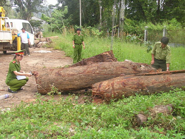 Lực lượng công an phối hợp với kiểm lâm huyện Buôn Đôn đo đếm, xác định khối lượng gỗ trong một vụ vận chuyển lâm sản trái phép trên địa bàn.