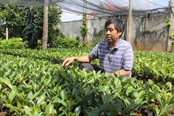 Ông Đinh Xuân Nhàng kiểm tra cây hông trong vườn ươm.