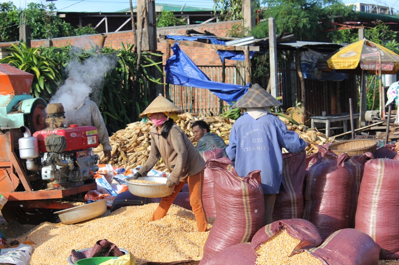 Nông dân xã Ea Kuang, huyện Krông Pắc sơ chế ngô