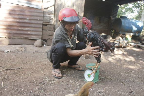 Một thanh niên ở buôn H’đất, xã Ea Kao (TP. Buôn Ma Thuột) cân gà chọi trước khi mang đi đấu.