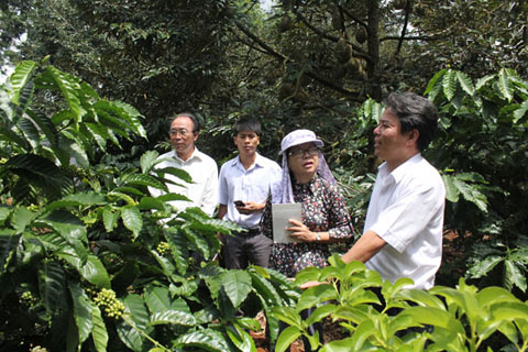 Cán bộ Hiệp hội Cà phê ca cao Việt Nam (Vicofa) tham quan mô hình sản xuất cà phê bền vững tại huyện Krông Pắc.