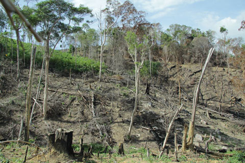 Rừng bị lấn chiếm và tàn phá để lấy đất làm rẫy  ở xã Cư San, huyện M’Đrắk.