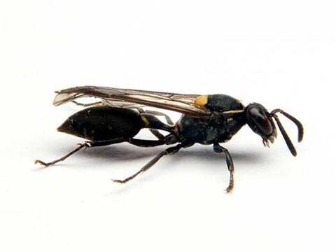 Ong bắp cày Polybia paulista chứa nọc độc có thể trị ung thư Ảnh: ĐH Bang São Paulo