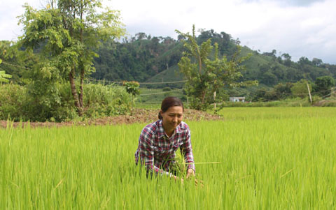 Chị Lã Thị Thanh Tuyền đang chăm sóc ruộng lúa của gia đình.