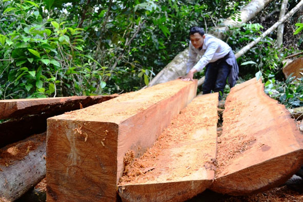 Một cây gỗ  bị lâm tặc  “xẻ thịt”  tại khu vực  giáp ranh  giữa xã   Cư Klông (huyện  Krông Năng,  Đắk Lắk)  và huyện  Krông Pa  (Gia Lai)
