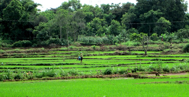 Nông dân xã Cư Suê (Cư M'gar) chăm sóc cây lúa vụ đông xuân