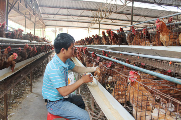    Tiêm phòng vắc-xin cho  đàn gà  ở trang trại  nuôi gà siêu trứng trên  địa bàn TP. Buôn Ma Thuột.