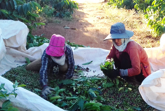 Người trồng cà phê ở Gia Lai lo âu vì giá loại hạt này giảm sâu Ảnh: HOÀNG THANH