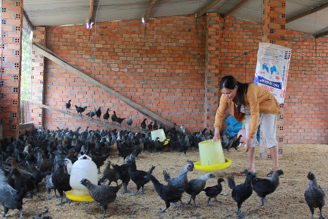 Trang trại nuôi gà Hmông tại xã Ea Mdroh, huyện Cư M'gar