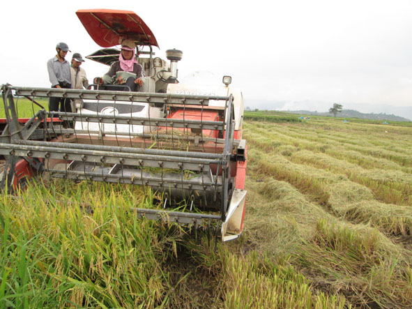                 Nông dân  xã  Quảng Điền, huyện  Krông Ana thu hoạch lúa  trên  cánh đồng Buôn Trấp.